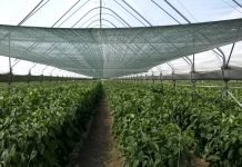 Kako pravilno dezinfikovati plastenik?