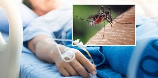 Komarci još šire virus u Srbiji: Otkriveni novi slučajevi groznice Zapadnog Nila