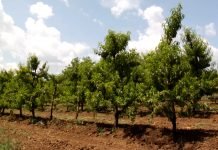Mere prevencije suše u voćnjacima