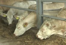 Odgajivači goveda – Hitne mere ili novi protesti