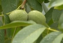 Kako sprečiti crnu pegavost oraha?