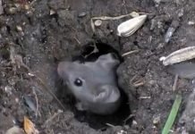 Usevima preti opasnost od prenamnožavanja poljskih glodara