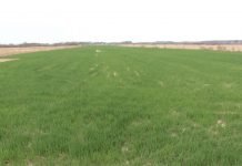 Prva faza razvoja pšenice zahteva puno fosfora