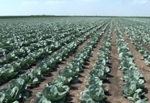 Berba kupusa i rena u jesen