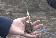 Sadnja ozimog belog luka