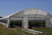 Svetlost u plasteniku – Na intenzitet osvetljenja posebno su osetljive heliofilne biljke