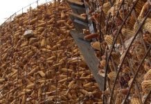 Sadržaj vlage u zrnu kukuruza – Uticaj na kvalitet i bezbednost uskladištenog zrna