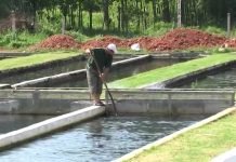 Za podizanje i rekonstrukciju ribnjaka na teritoriji AP Vojvodine 20 miliona dinara