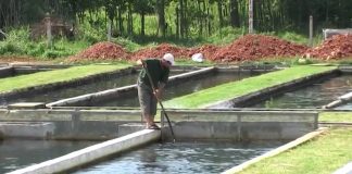 Za podizanje i rekonstrukciju ribnjaka na teritoriji AP Vojvodine 20 miliona dinara