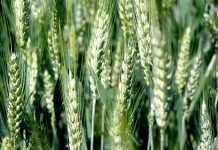 Zaštita pšenice i ječma od insekata