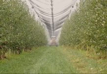 Jesenji folijarni tretman zasada jabuke