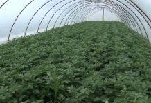 Mladi krompir iz plastenika – Vreme je za sadnju