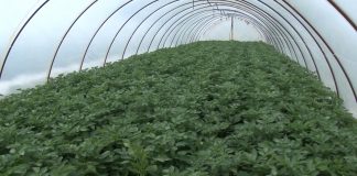 Mladi krompir iz plastenika – Vreme je za sadnju