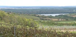 Uzgoj vinove loze – Temperatura i zemljište