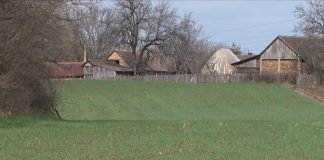 Šta se dešava sa žitaricama tokom zime bez snega?
