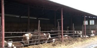 Završen popis poljoprivrede u Srbiji na 742.000 gazdinstava