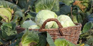Kupus – Setva u decembru, sadnja u aprilu