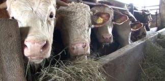 Stočari traže veće subvencije na krave i junice