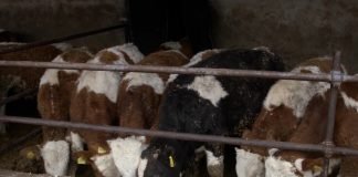 Saveti i uputstvo za izgradnju staje za odgoj teladi