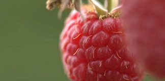 Prošle godine smo izvezli za trećinu manje maline
