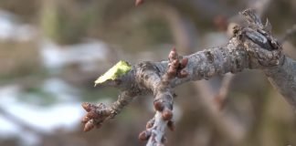 Aktuelni poslovi u voćnjaku – Rezidba, đubrenje, zaštita…