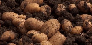 Kako do boljeg kvaliteta i većeg prinosa krompira?