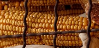 Usvojen Pravilnik o minimalnim tehničkim uslovima za trgovinu na otkupnim mestima