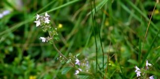 Gajenje majčine dušice – Priprema zemljišta, đubrenje, navodnjavanje