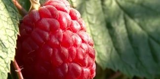 Hladnjačari odbili da saopšte otkupnu cenu maline