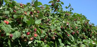 Proizvođači malina – Nema berbe bez minimalne cene od 350 dinara po kilogramu