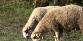 Ovce na pašu – Najekonomičniji vid uzgoja