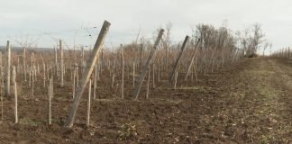 Podmlađivanje čokota može biti dobra mera