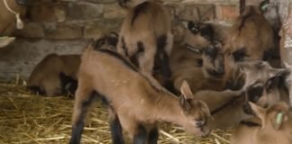 Podsticaji mladim poljoprivrednicima kroz četiri konkursa zlatiborskog Eko agrara