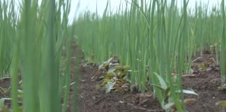 Potrebna primena insekticida u usevima ozimih lukova