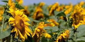 Suncokret – Traži mnogo vode, ne i plodno zemljište, bolje podnosi sušu
