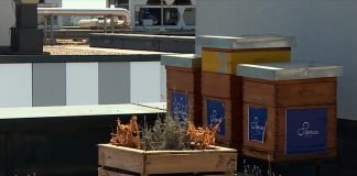 Urbano pčelarstvo – Beogradski med je besprekorno čist, bez ostataka teških metala