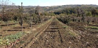 Pomotehnički zahvati – Osam važnih mera u intenzivnoj proizvodnji voća