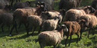 Povećana potražnja za jagnjetinom uoči predstojećih praznika