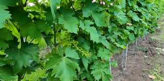 Vinograd – đubrenje, elementi za razvoj