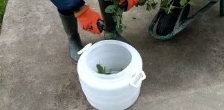 Organsko đubrivo od koprive podstiče rast biljaka