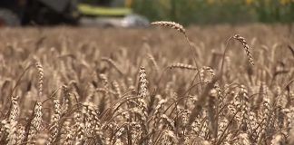 Globalno porasle cene mesa, biljnih ulja i žitarica