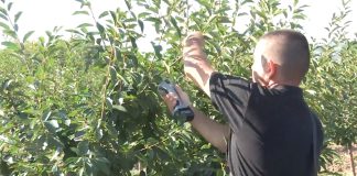 Zelena rezidba trešnje i višnje pomaže urod