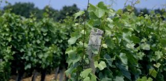 Zaštita vinograda od korova tehnikom prašenja