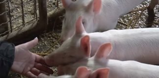 Suzbijanje muva u svinjcima i štalama