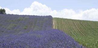 Lavanda u Srbiji – uslovi gajenja, tip zemljišta