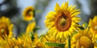 Suncokretova paša – Šta možemo očekivati u ovoj godini?