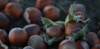 Leska posle berbe – Kako sačuvati lešnik?