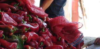 Berba paprike – Stvari koje trebate da znate pre, tokom i nakon berbe