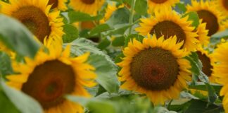 Suncokret – Šta je važno otkupljivačima