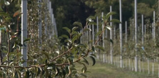 Voćnjak – starenje stabala i njegovo usporavanje
